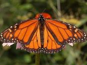 Mariposa Monarca
