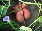 Cómo plantar batatas boniatos