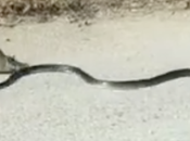 Rata feroz niega serpiente hambrienta robe cría