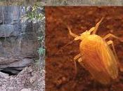 Nuevo género Hemípteros troglobios descubierto Brasil