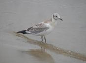 primeros juveniles migración