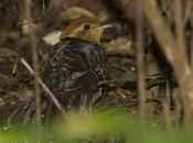 Yasiyateré chico (Pavonine Cuckoo) Dromococcyx pavoninus