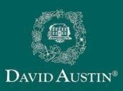 rebajas: David Austin