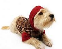 Negocio ropa para perros