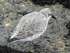 Correlimos gordo-calidris canutus-read knot