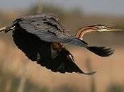 Garza imperial Purple Heron (Ardea purpurea)