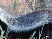 ¿Piensan animales?