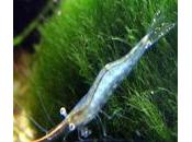 Gamba pinocho