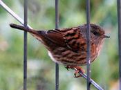 Acentor común-prunella modularis-dunnock