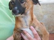 SOLO QUEDA HERMANITA! Cachorritos tamaño pequeño adopción (Murcia)