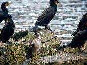 Cuatro especies aves amenazadas sólo localizan Almería