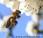 Salvemos abejas