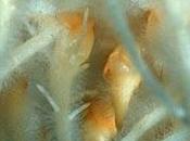 Jardinería espacio plantas pepino