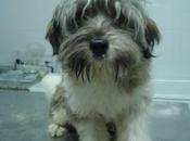 Lombi meses quieren sacrificar.jaen