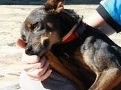 Sevilla- adopción urgente para billy!!!! adapta esta pasando refugio