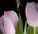"Flores amor"