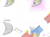 Grapando roto Mycobacterium tuberculosis