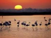 aves migratorias pasan invierno marisma Doñana