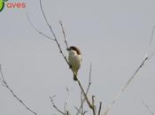 aves ciudad. enterarte