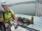 Encuentran pichones halcón alto puente ciudad York