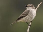 Churrinche (Vermillion Flycatcher) Pyrocephalus rubinus