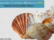 PNG’s Dominio Público Caracolas Conchas Marinas