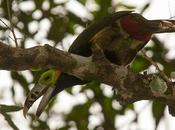 Arasarí chico (Spot-billed Toucanet) Selenidera maculirostris