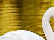 Como cisne lago...