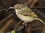 Mosqueta dorado (Pearly-vented Tody-Tyrant) Hemitriccus margaritaceiventer