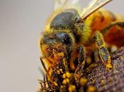 Imagenes abejas bañadas polen images bees bathe pollen.
