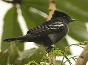 Anambé común (White-winged Becard) Pachyramphus polychopterus