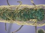 candidatos independientes presidente