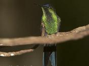 Picaflor corona violácea (Violet-capped Woodnymph) Thalurania glaucopis