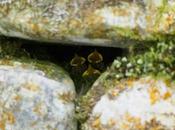 Nido polluelos carbonero palustre. Valle Ordesa