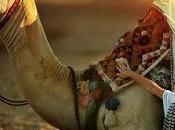 SANACIÓN comienza anquilación