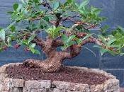 Ficus Retusa 2016
