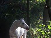 "dime presumes diré careces"