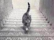 Bajando escaleras