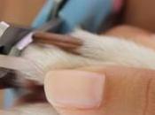 ¿Por arreglar uñas perros?