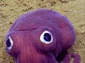 calamar rechoncho púrpura gigantes ojos saltones suelo marino