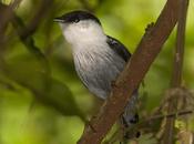 Bailarín blanco (White-bearded Manakin) Manacus manacus