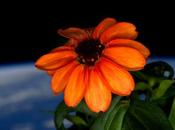 Fotos primera flor cultivada espacio