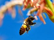 Imágenes abejas polen pollen images