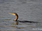 Pescando