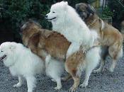 efecto crianza selectiva genoma perro