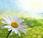 Desobediencia vegetal