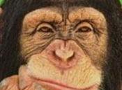 ¿Por vivimos chimpancés?