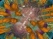 Nuevo tratamiento para hepatitis