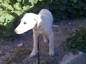 S.O.S Mimosa espera!!