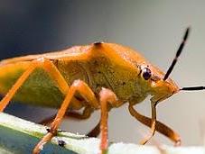 hemípteros: Chinches, Pulgones Cigarras.